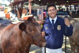 Lemoore FFA members are very active, including participating in the Kings County Fair every year. Here, Kyle Jue shows off a cow he raised.